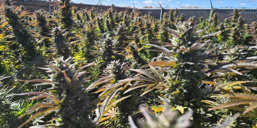 Flowering outdoor cannabis plants under a blue sky